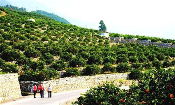 )合理規(guī)劃、科學建園