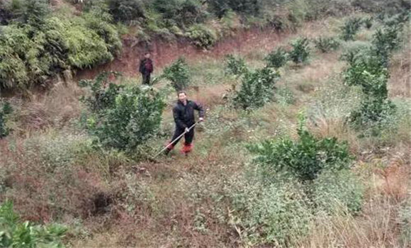 套種綠肥、改良土壤