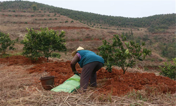 套種綠肥、改良土壤