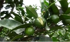 臍橙主要病害:裂果、日灼病和臍黃病的防治方法