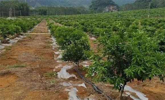 柑橘的土、肥、水管理