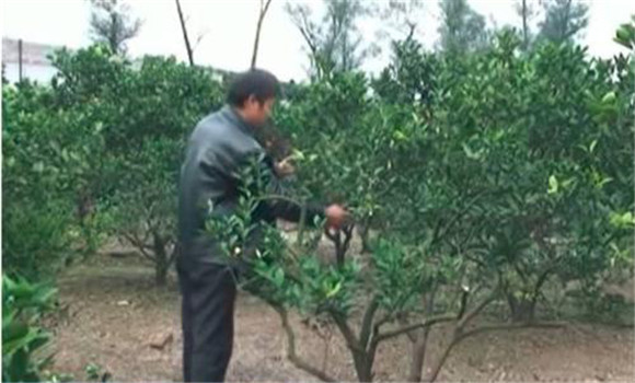 柑橘的整形修剪要求