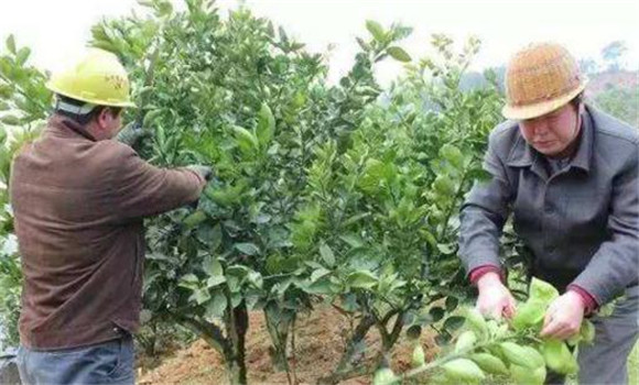 抹除夏梢，促進(jìn)秋梢