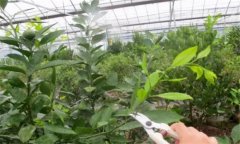 春季紅肉蜜柚?；ū９夹g(shù)措施