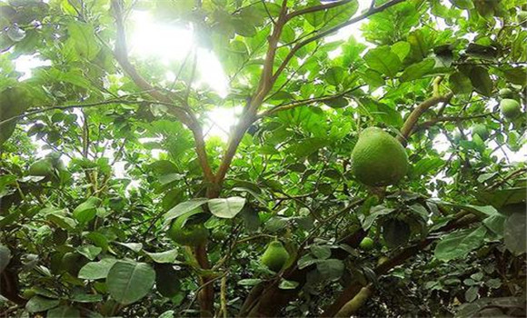 花期、幼果期適量肥水和溫度