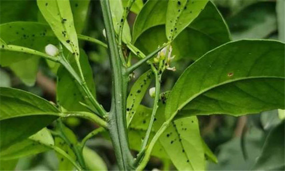 柑橘?；ū９夹g與措施