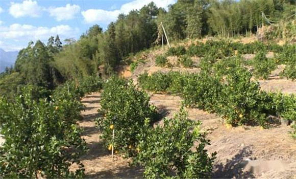 覆蓋抗旱，護(hù)樹(shù)保葉