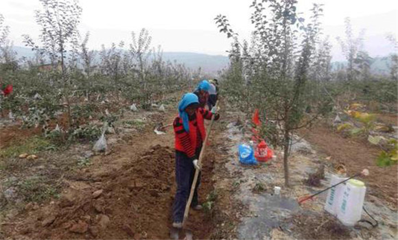 冬肥秋施，壯根保葉