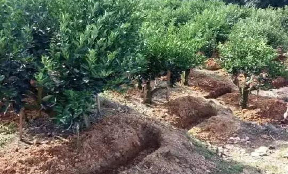 柑園追肥，需開溝條施