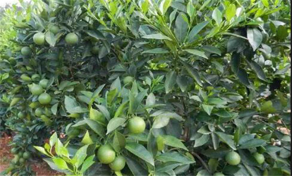 柑桔喜溫暖，忌霜凍