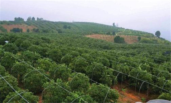 高標(biāo)準(zhǔn)建園，推行深根栽培