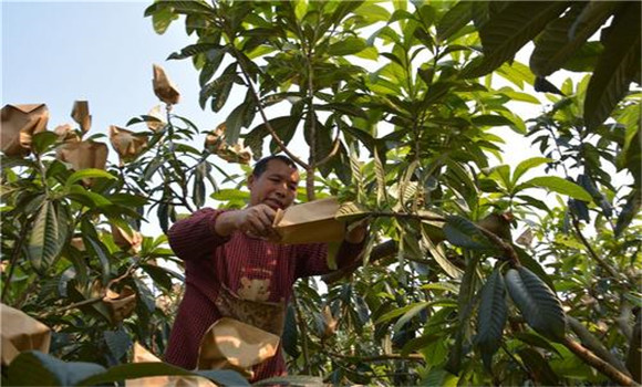 疏果套袋，提高質(zhì)量