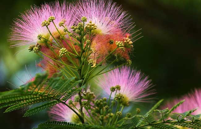 合歡花怎么治失眠 合歡花的功效與作用