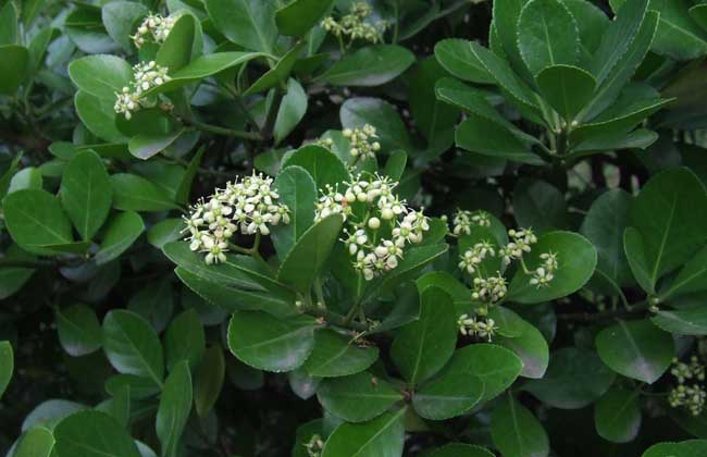 大葉黃楊圖片 大葉黃楊種植技術(shù)