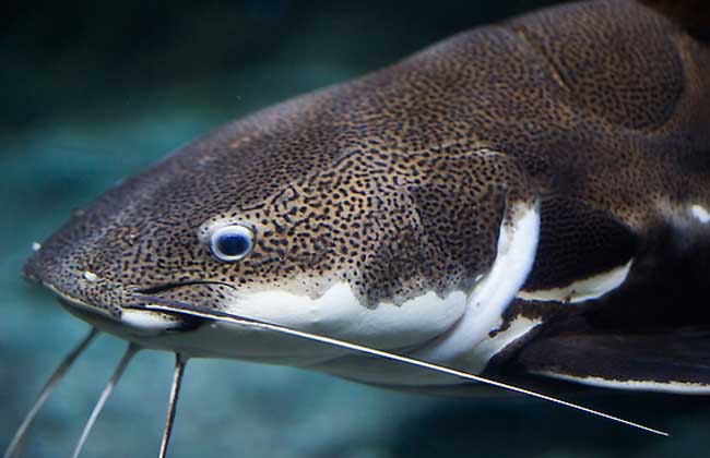 黑魚和鯰魚的區(qū)別 黑魚的功效與作用