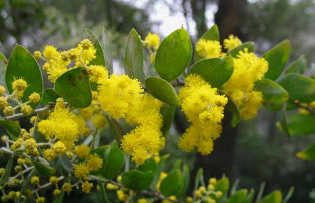 金合歡簡(jiǎn)介及圖片 合歡養(yǎng)殖方法