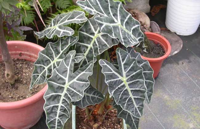 觀音蓮種類及特征 花卉的養(yǎng)殖方法