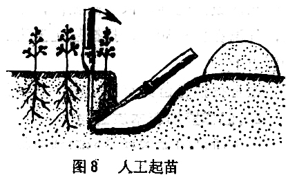 ="苗木在起、運過程中應(yīng)注意什么"