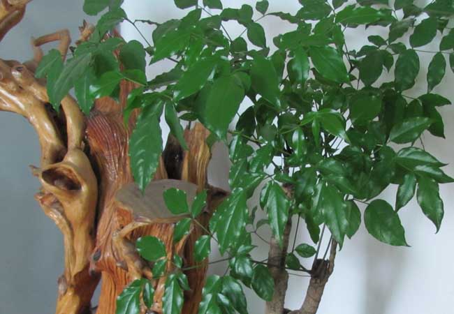 幸福樹種植方法