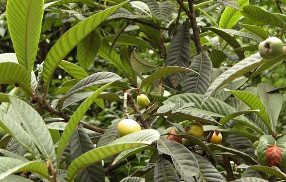 枇杷葉的功效與作用 枇杷葉的功效與作用