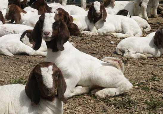 純種波爾山羊與雜交羊的區(qū)別 波爾山羊養(yǎng)殖技術(shù)