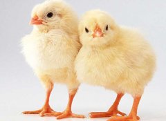 小雞怎么養(yǎng)最好？