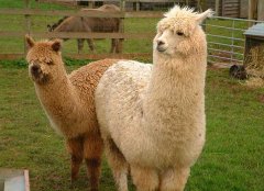 羊駝多少錢一只？羊駝的生活習性和分布范圍