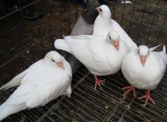 肉鴿如何才能提高成活率？