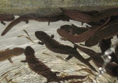 大鯢的雌雄鑒別方法，其懷卵量與體重的關(guān)系