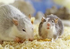 被老鼠咬了怎么辦？