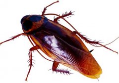 蟑螂的危害和該怎么消滅？