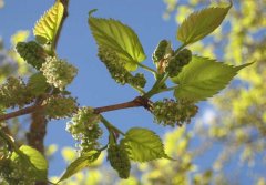 桑葚產(chǎn)地有哪些？