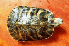 烏龜不吃食怎么辦？