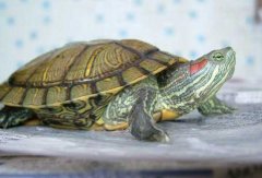 養(yǎng)巴西龜放多少水合適，巴西龜應該怎么換水？