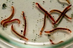 紅蟲(chóng)怎么掛鉤？