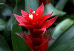 鳳梨花的作用有哪些？