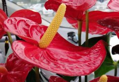 紅掌有毒嗎？