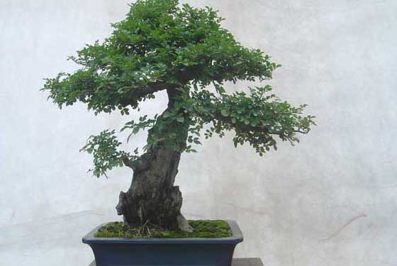 白蠟樹盆景圖片欣賞及養(yǎng)護(hù)技術(shù) 白蠟怎么養(yǎng)