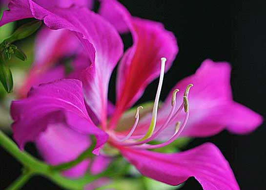 紫荊花圖片 生活常識