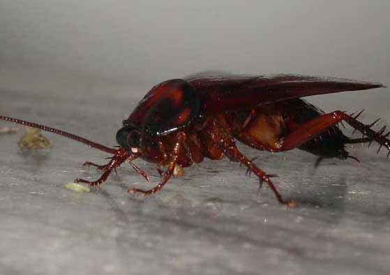 家里有蟑螂怎么辦才好? 生活常識(shí)