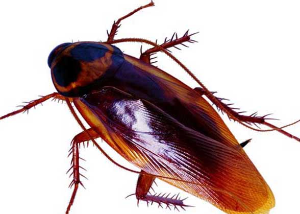 蟑螂的危害和該怎么消滅? 生活常識(shí)