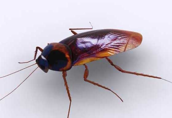 蟑螂怕什么天敵? 生活常識