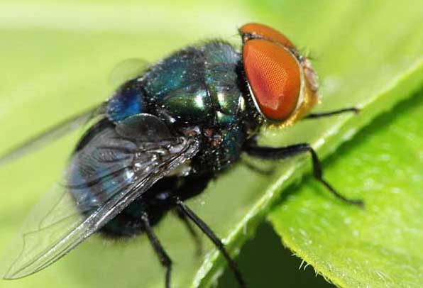 蒼蠅圖片 蒼蠅