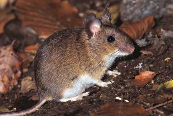 老鼠圖片 鯉魚飼養(yǎng)方法