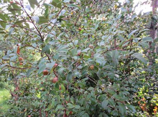 茶油樹種植技術(shù) 經(jīng)濟(jì)作物種植技術(shù)