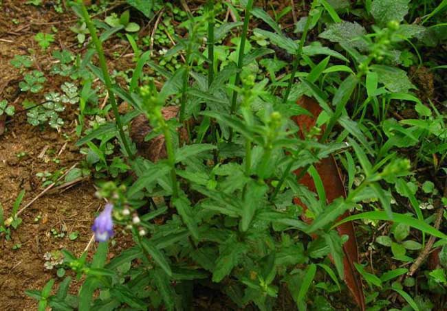 半枝蓮的功效與作用 半枝蓮