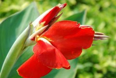 美人蕉有毒嗎？