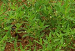 白花蛇舌草的功效與作用及食用方法