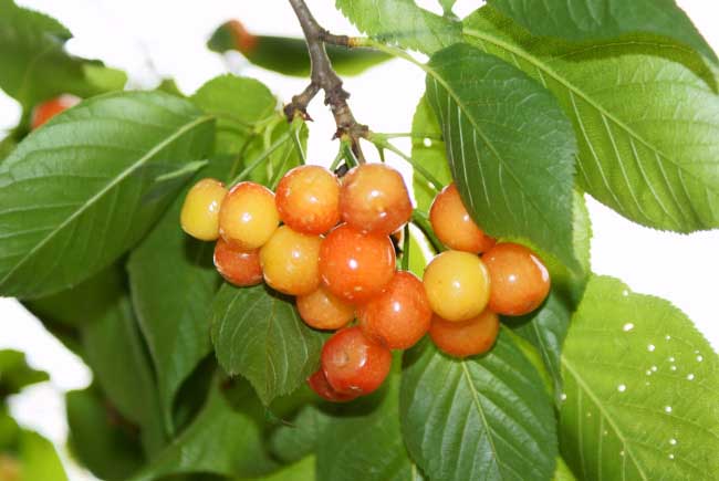 吃櫻桃上火嗎? 櫻桃吃多了會怎么樣