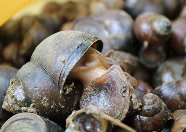 田螺怎么洗才洗得干凈? 田螺的功效與作用